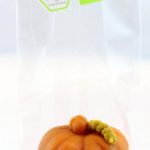 BIO Kürbis