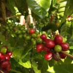 Bio-Espresso Nicaragua, 250g, gemahlen, geröstet in Leipzig