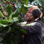 Bio-Frauenkaffee ´´Honey´´ Nicaragua, 250g, gemahlen, geröstet in Leipzig