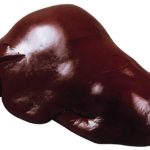 BIO Rinder Leber