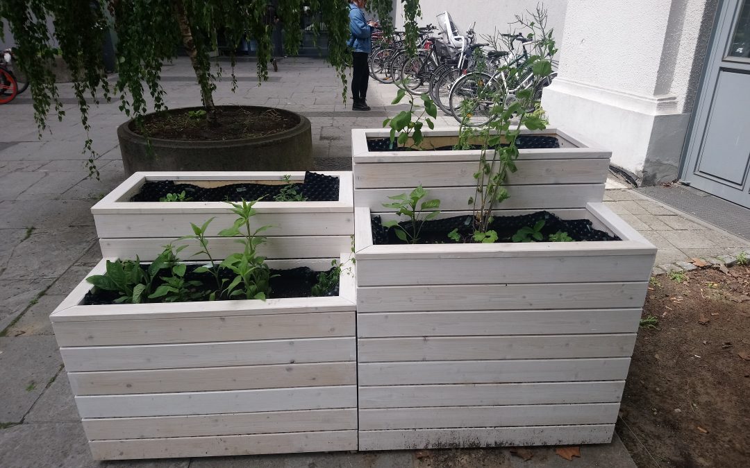 Urban Farming: unverarbeitetes Gemüse direkt aus der Natur – auch mitten in Berlin