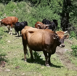 frisches Gras für Kühe